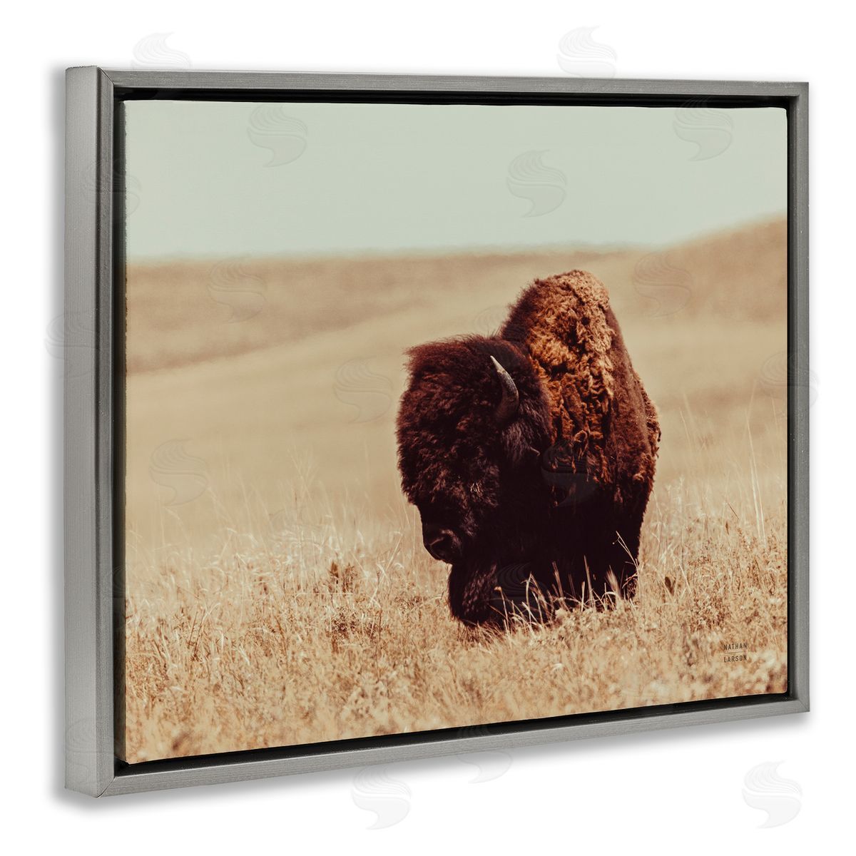 Nathan Larson Bison Grazing Tall Grass Gray Floater Frame Canvas Artside_
