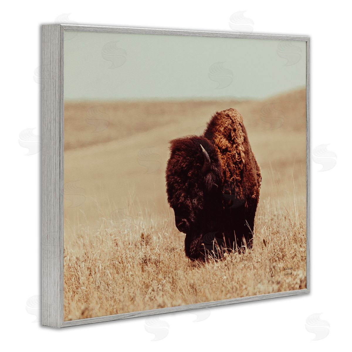 Nathan Larson Bison Grazing Tall Grass Gray Framed Giclee Wall Artside_