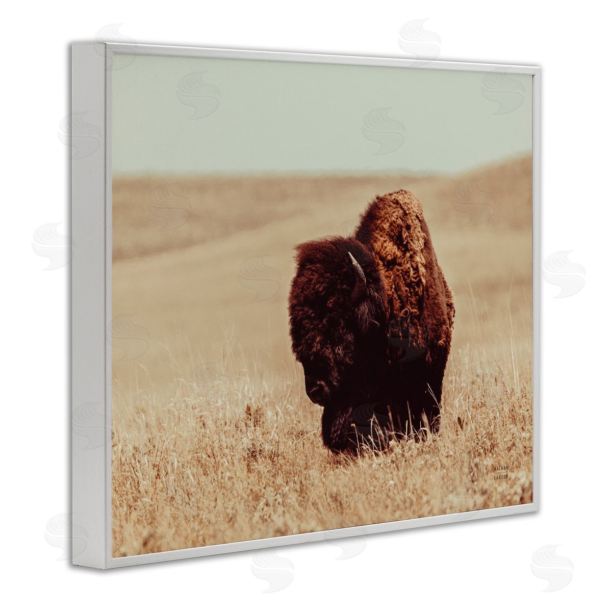 Nathan Larson Bison Grazing Tall Grass White Framed Giclee Wall Artside_