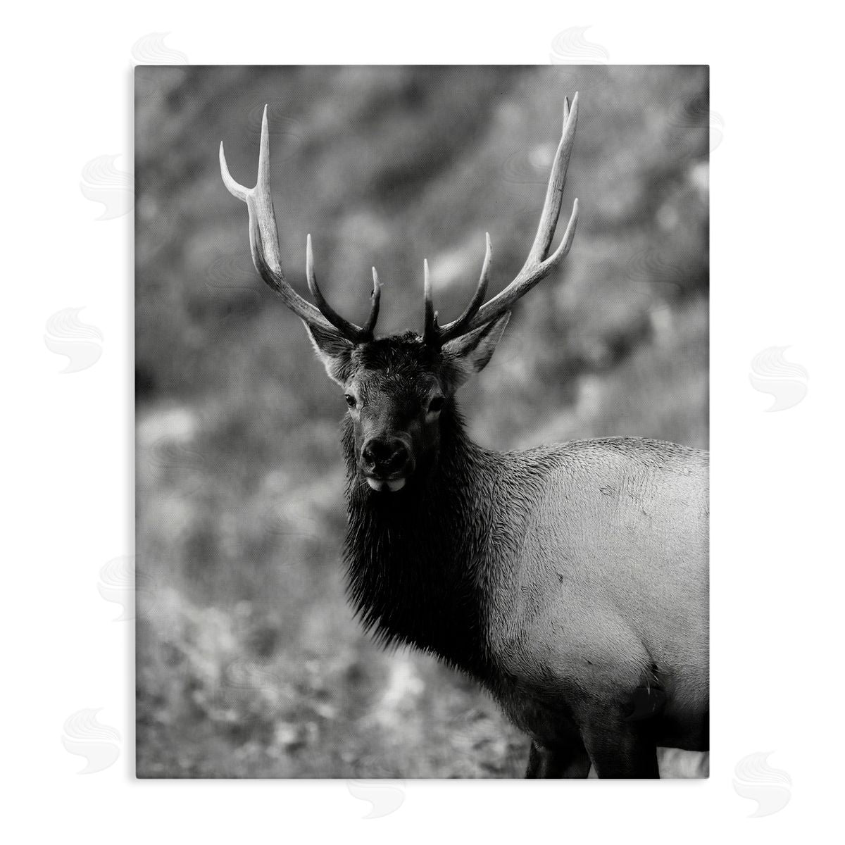 Daniel Sproul Grey Elk Photography Canvas Wall Art