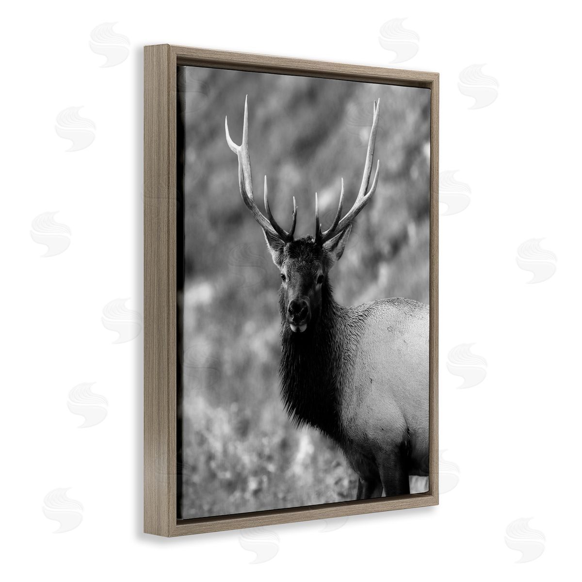 Daniel Sproul Grey Elk Photography Brown Floater Frame Canvas Artside_