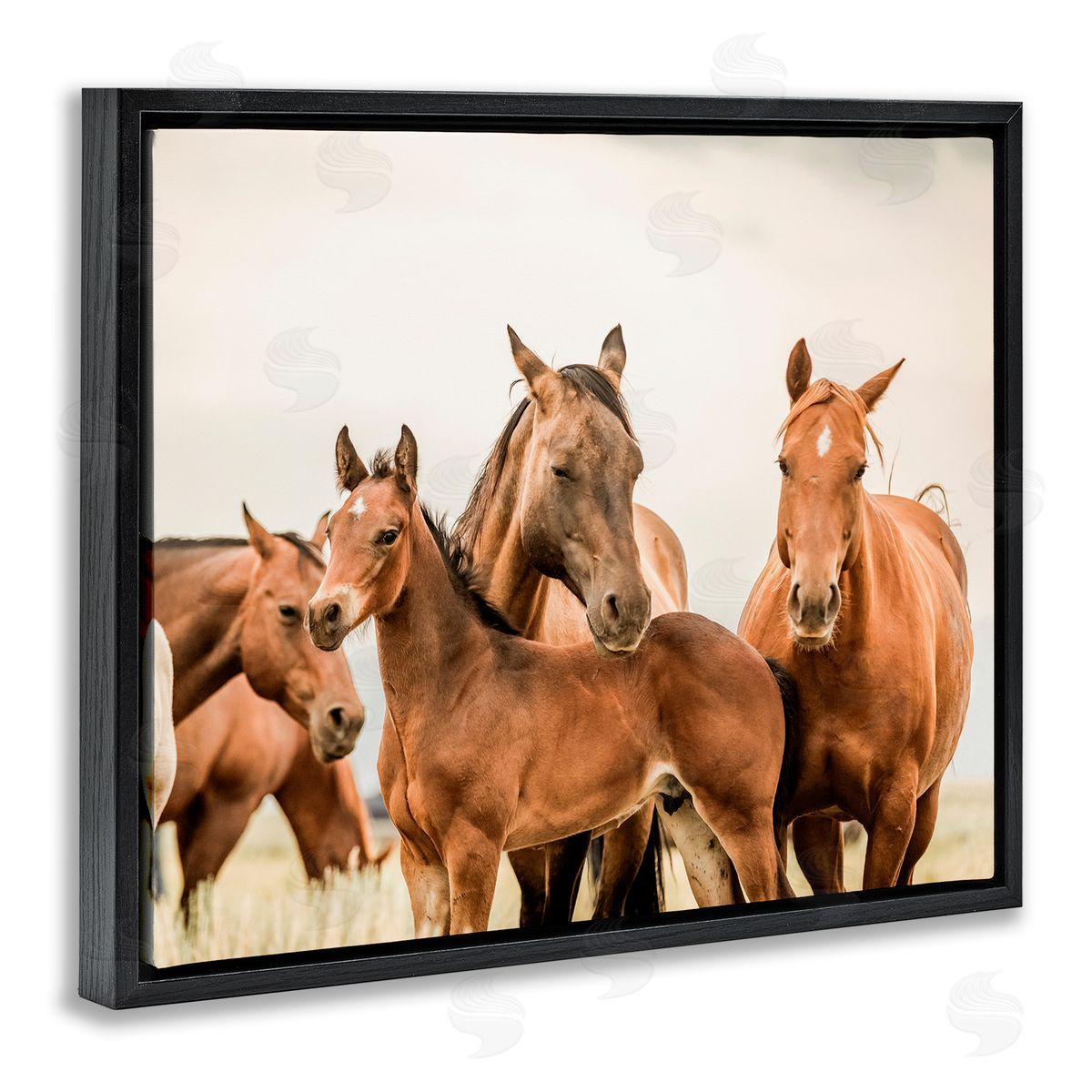 Horse & Foals Photography Black Floating Frame Canvas Wall Art, Home Decor by Krista Broadway