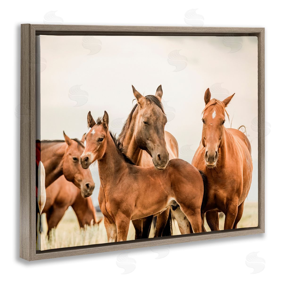 Horse & Foals Photography Brown Floating Frame Canvas Wall Art, Home Decor by Krista Broadway