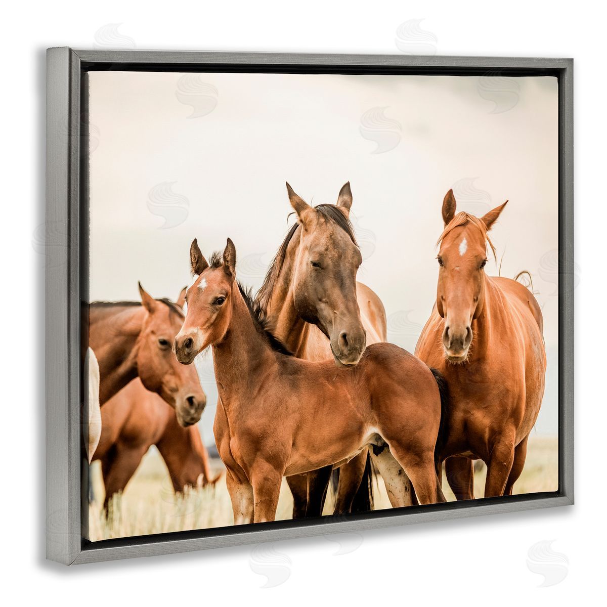 Horse & Foals Photography Grey Floating Frame Canvas Wall Art, Home Decor by Krista Broadway