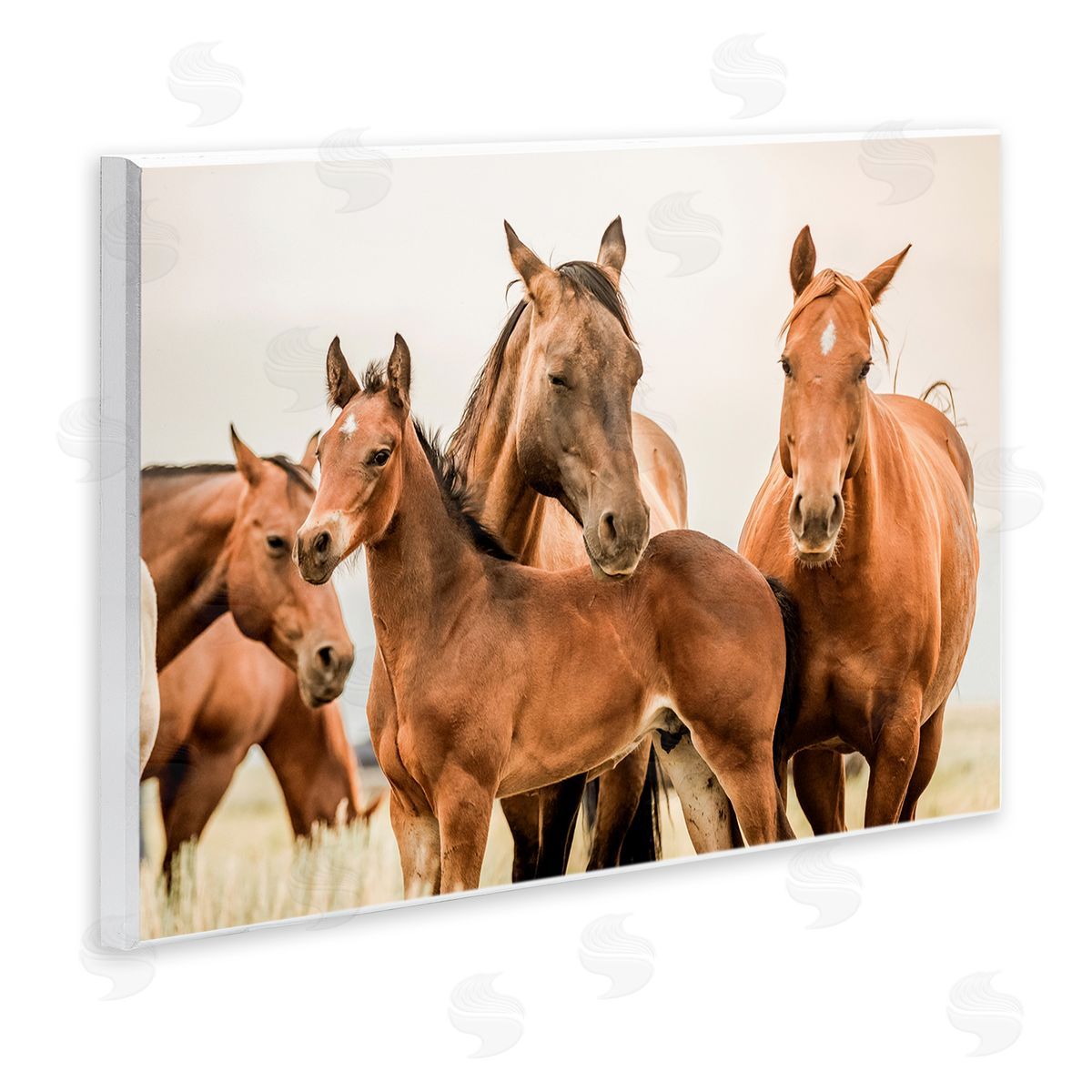 Horse & Foals Photography Wood Plaque Wall Art, Home Decor by Krista Broadway