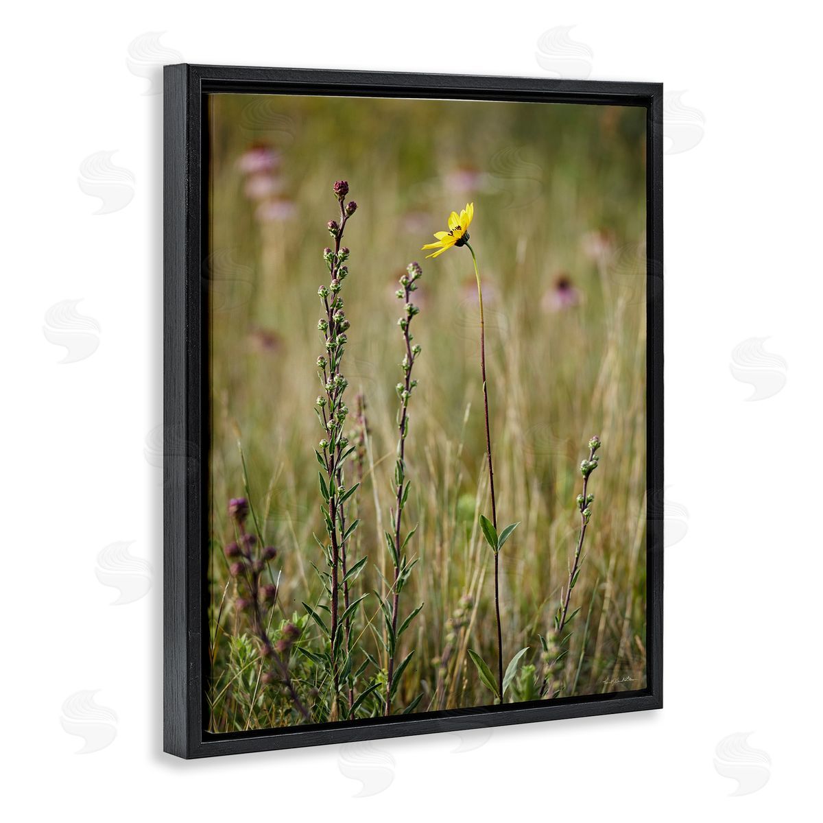 Kent Burkhardsmeier Yellow Daisy Sprout Black Floater Frame Canvas Artside_
