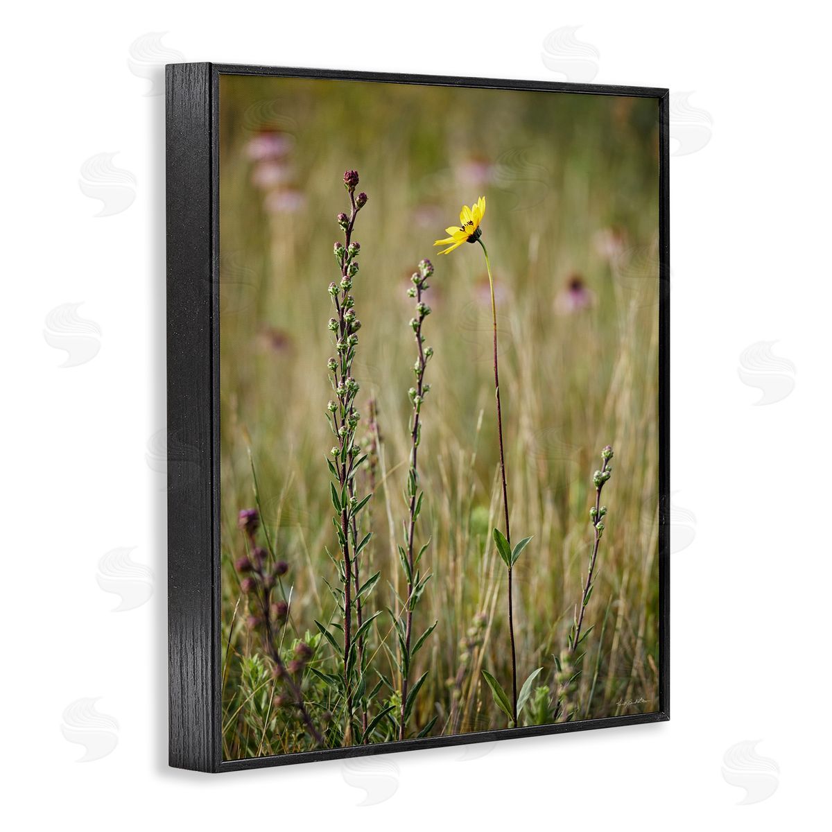 Kent Burkhardsmeier Yellow Daisy Sprout Black Framed Giclee Wall Artside_