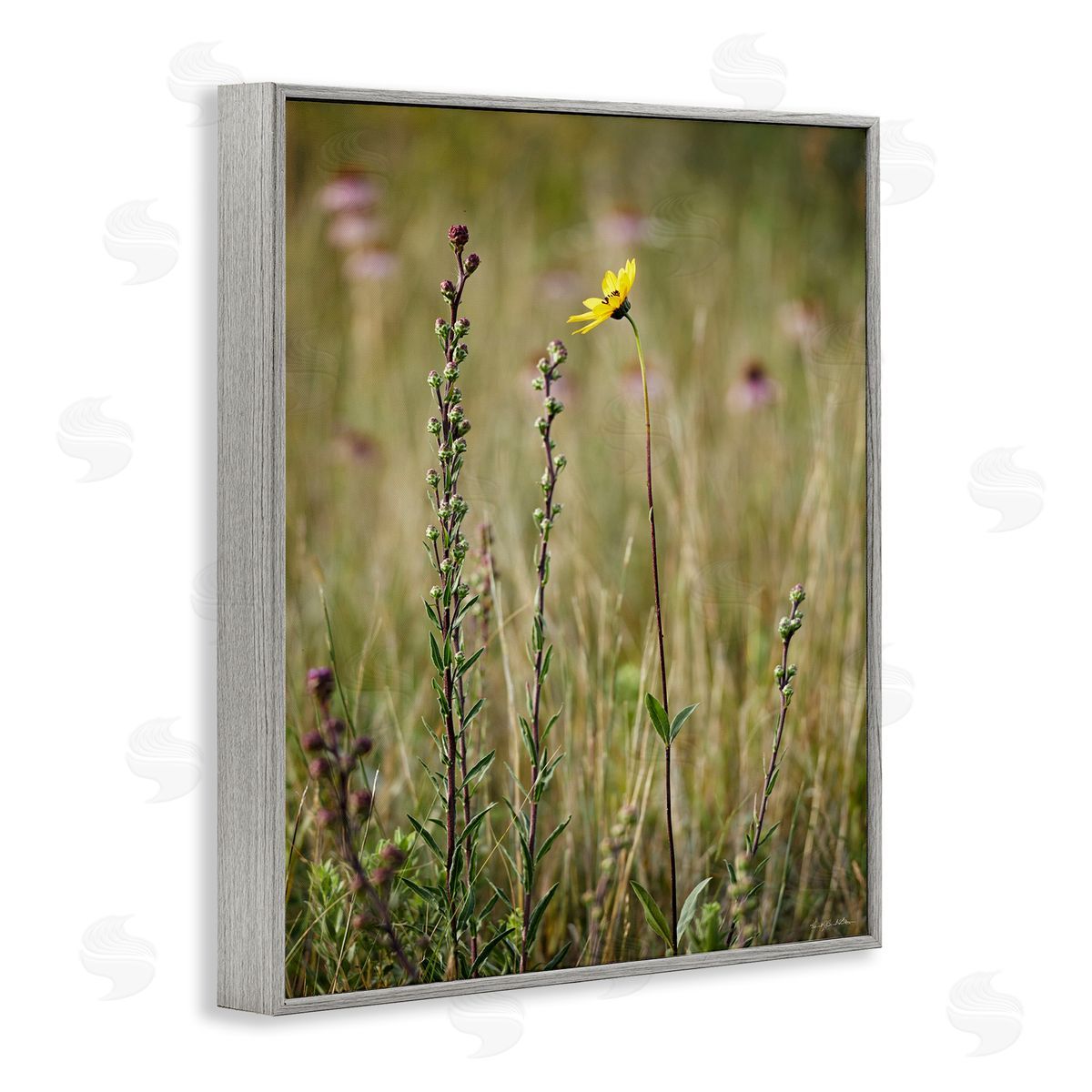 Kent Burkhardsmeier Yellow Daisy Sprout Gray Framed Giclee Wall Artside_