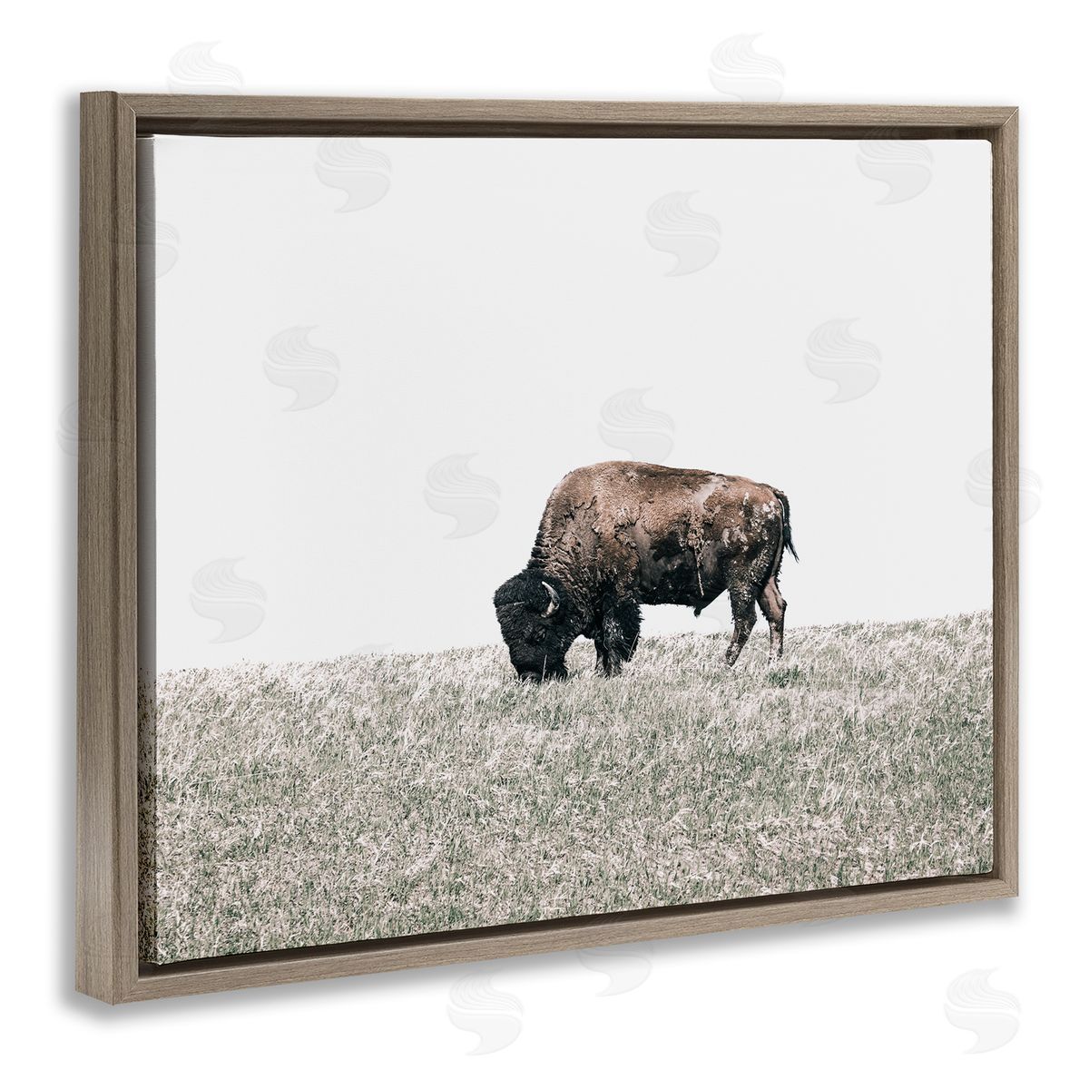 Daniel Sproul Buffalo Grazing Pasture Brown Floater Frame Canvas Artside_