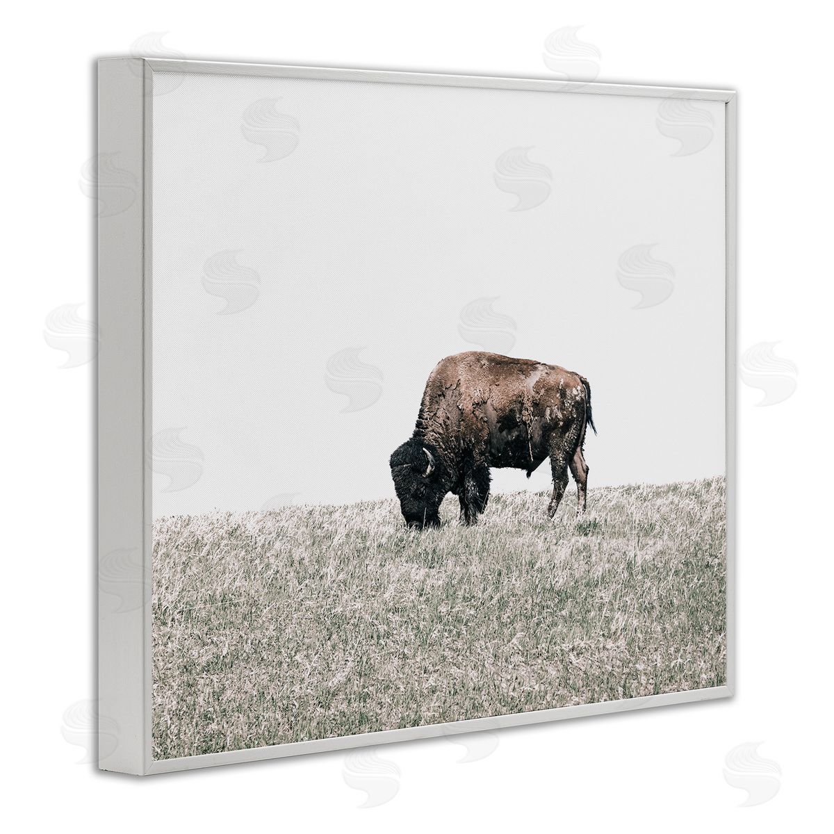 Daniel Sproul Buffalo Grazing Pasture White Framed Giclee Wall Artside_