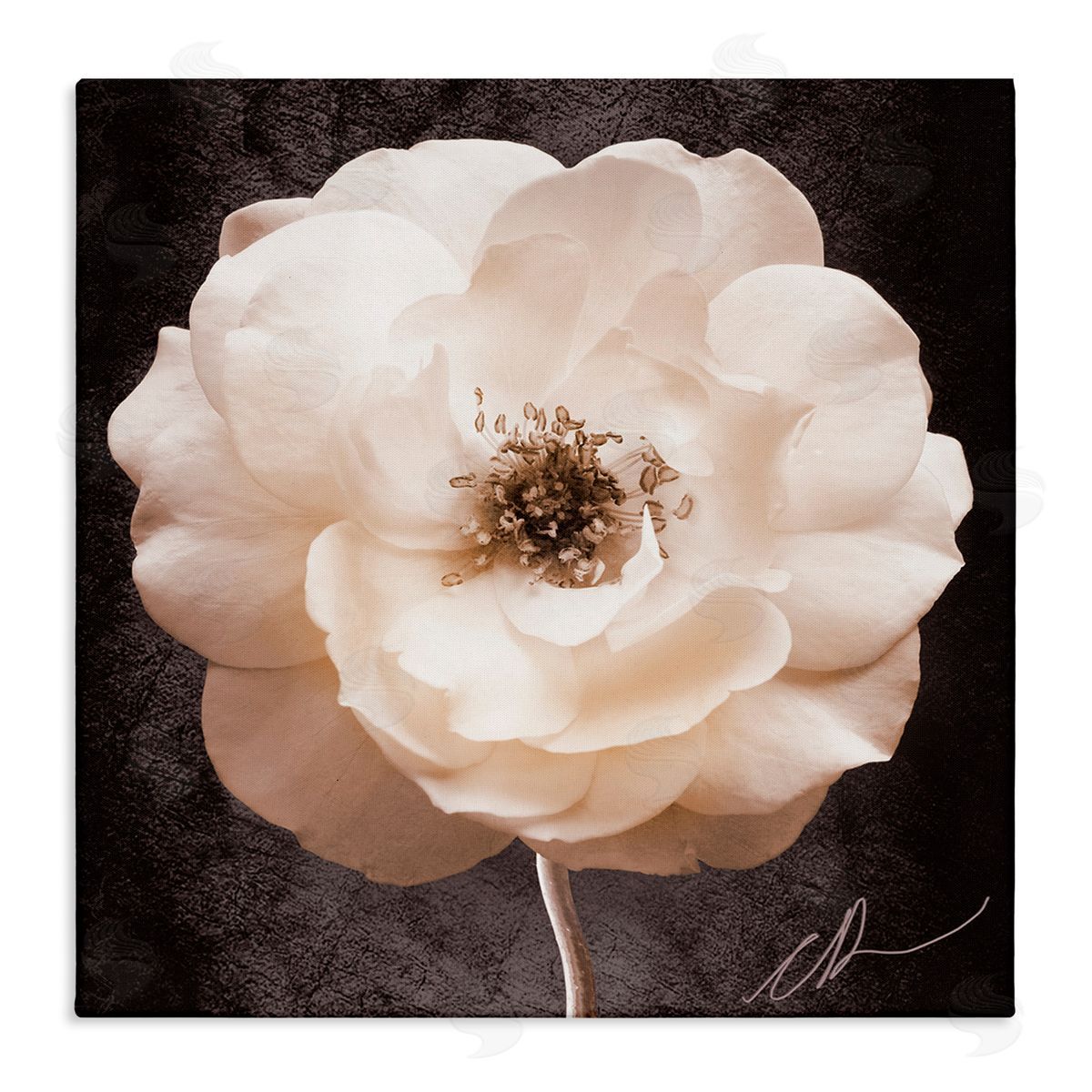 Christine Zalewski Pink Flower Photography Canvas Wall Art