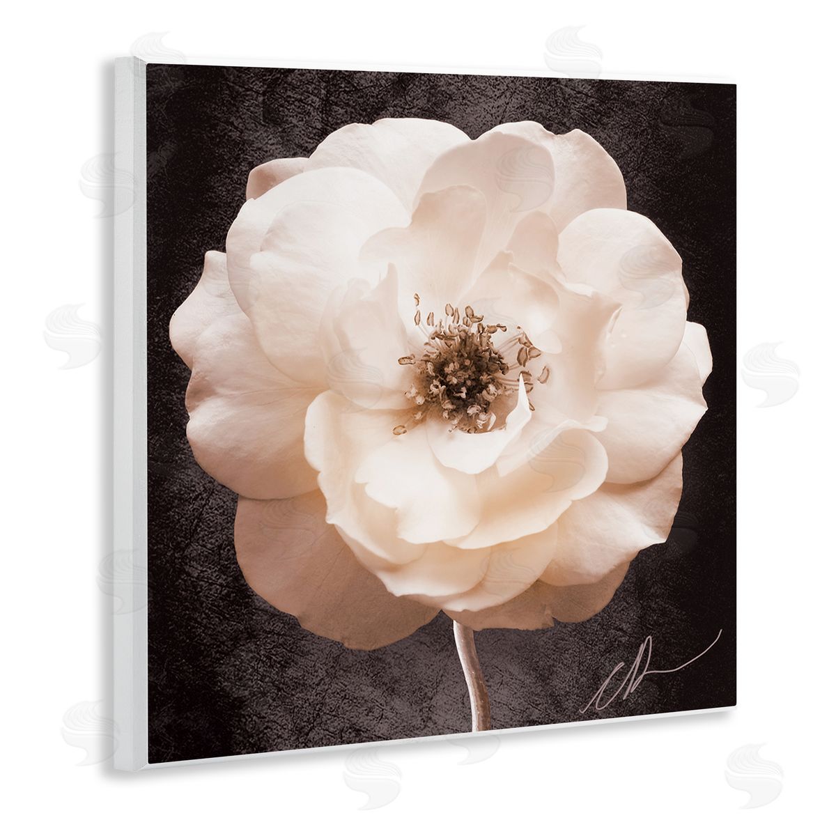 Christine Zalewski Pink Flower Photography Wall Plaque Artside_