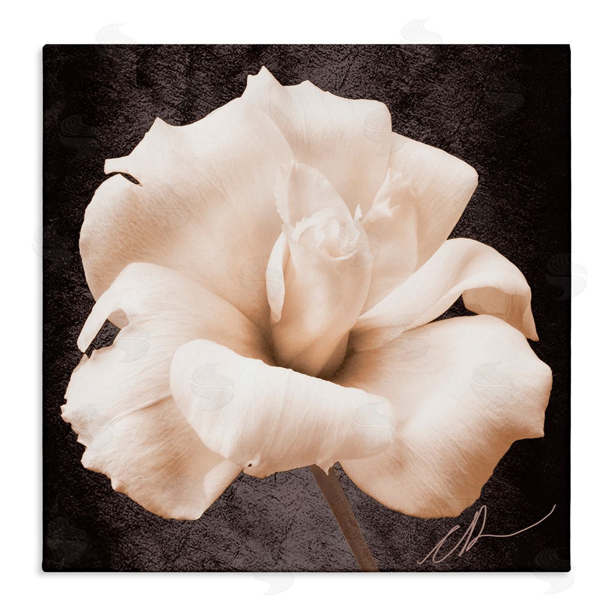 Christine Zalewski Rose Petal Photography Canvas Wall Art