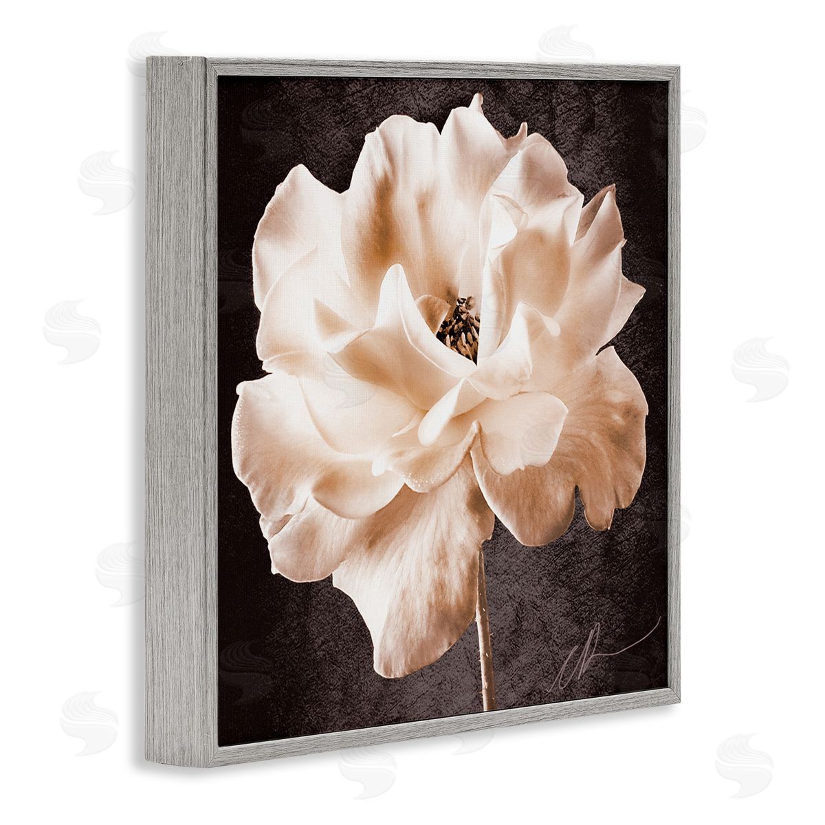 Christine Zalewski Vintage Rose Photography Gray Framed Giclee Wall Artside_