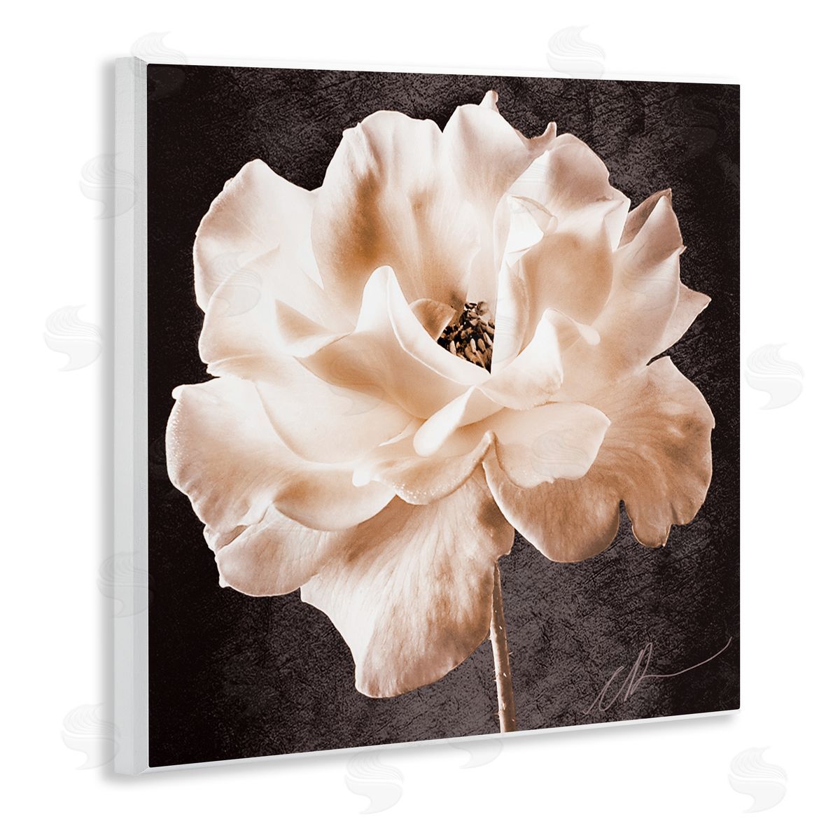 Christine Zalewski Vintage Rose Photography Wall Plaque Artside_