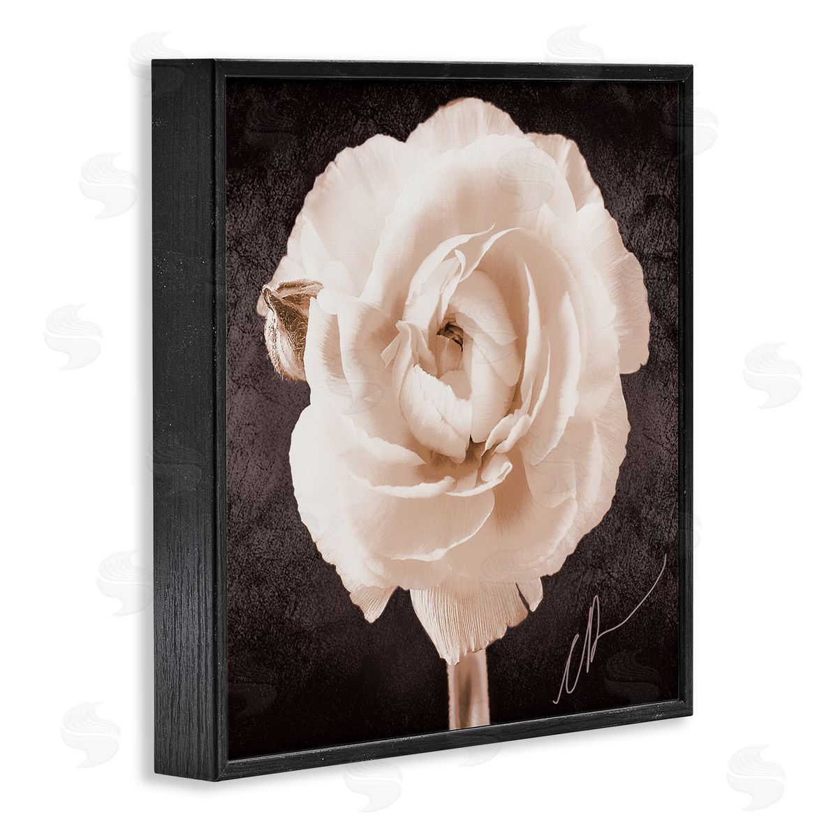 Christine Zalewski Vintage Rose Bloom Black Framed Giclee Wall Artside_