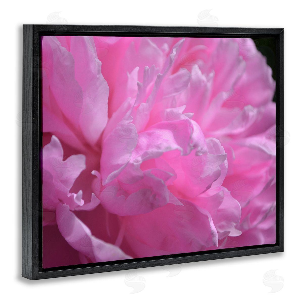 Michelle Calkins Pink Carnation Photography Black Floater Frame Canvas Artside_