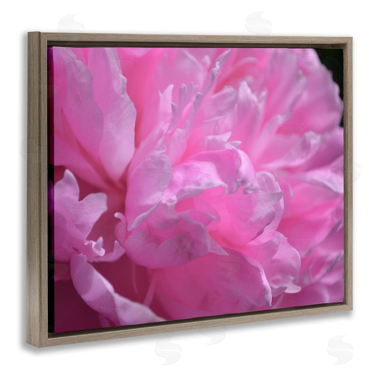 Michelle Calkins Pink Carnation Photography Brown Floater Frame Canvas Artside_