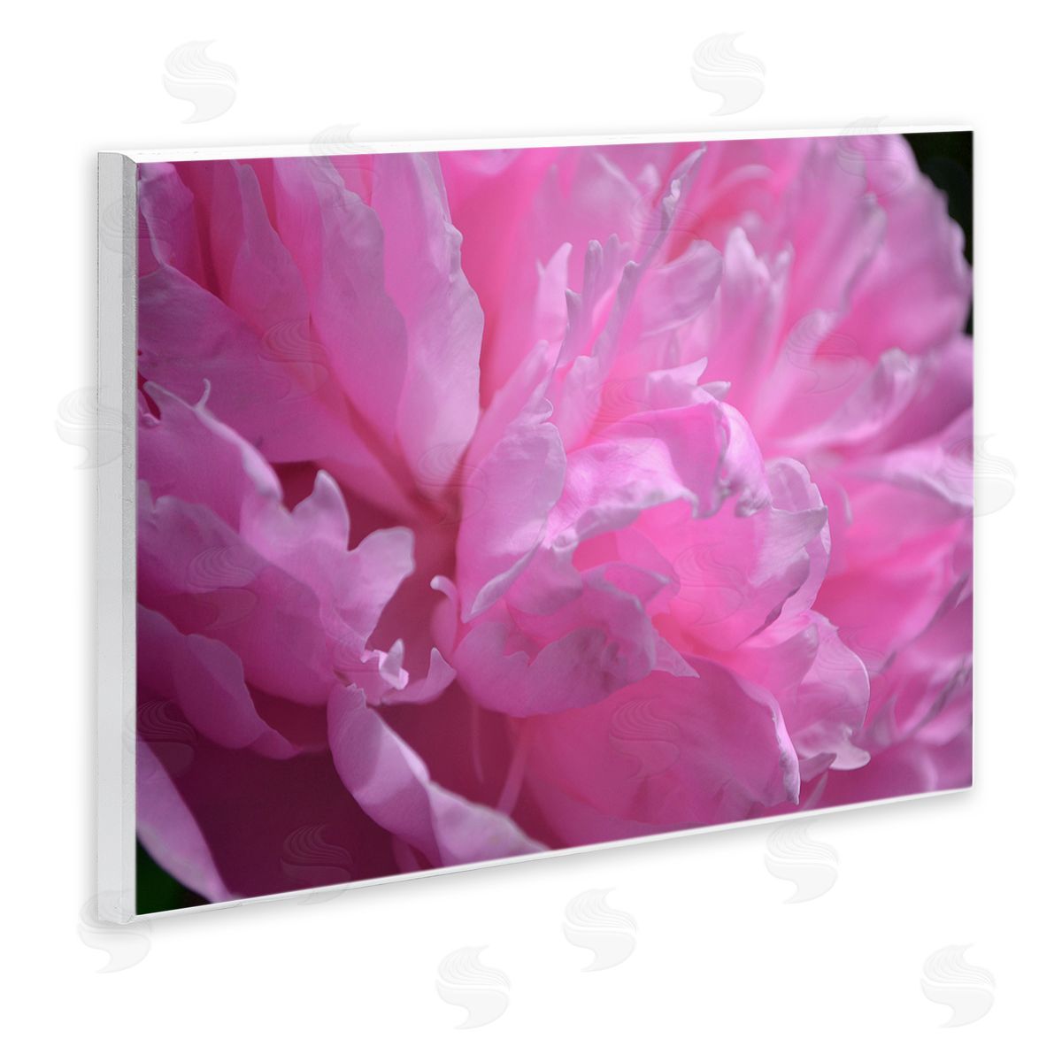 Michelle Calkins Pink Carnation Photography Wall Plaque Artside_