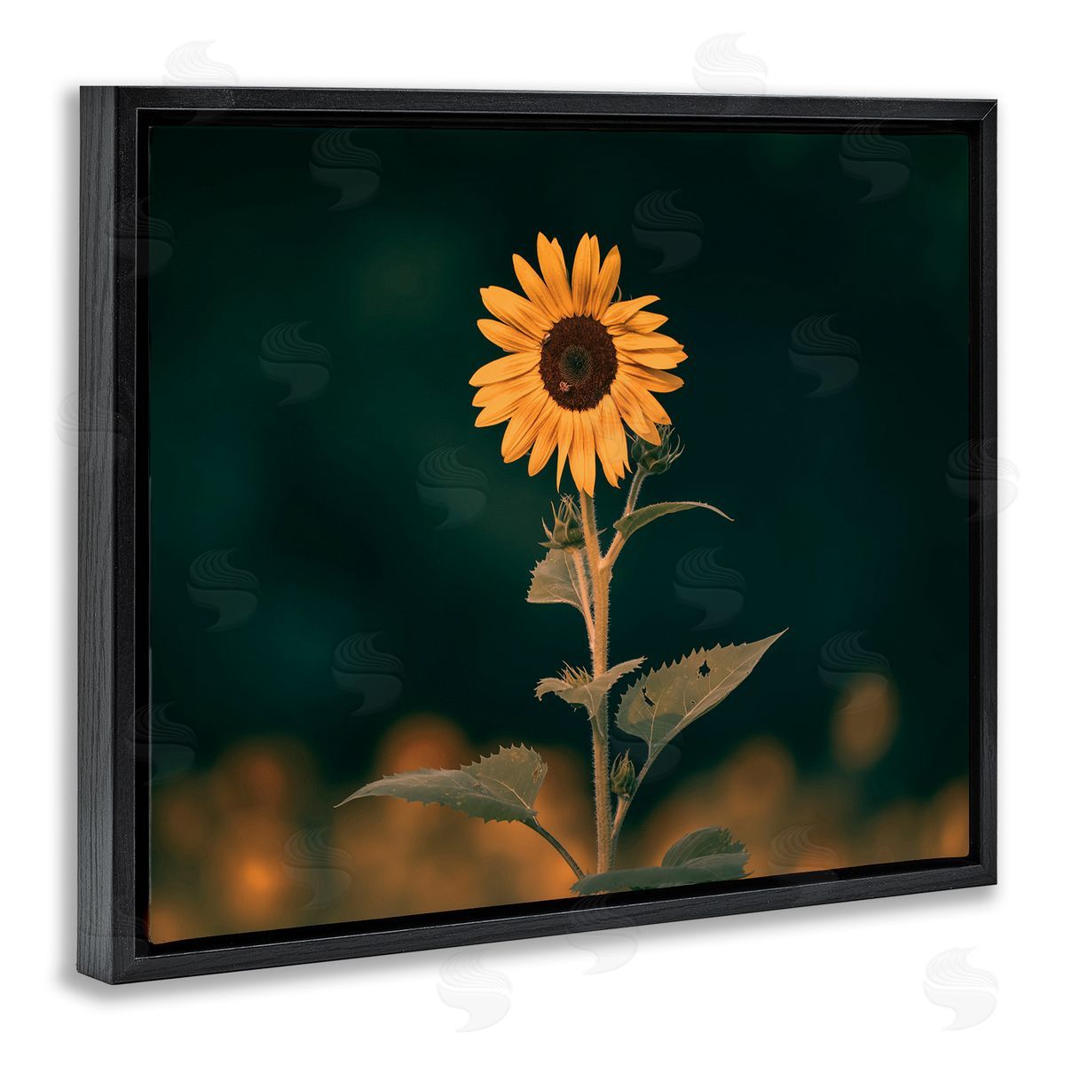 Daniel Sproul Dark Sunflower Nature Black Floater Frame Canvas Artside_