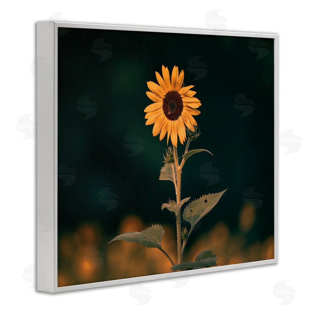 Daniel Sproul Dark Sunflower Nature White Framed Giclee Wall Artside_
