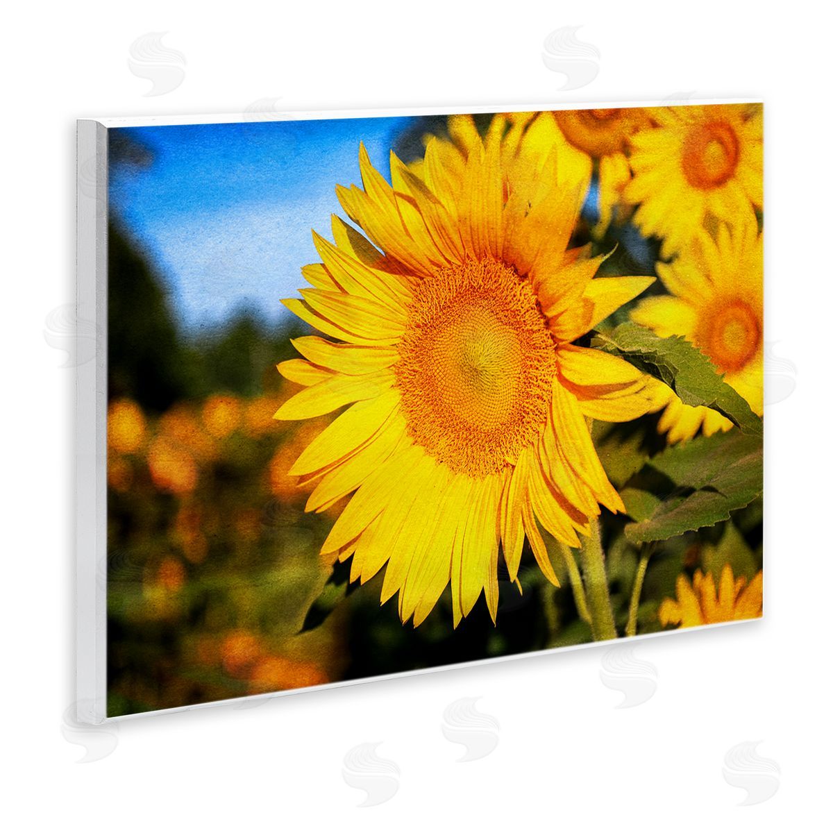 Daniel Sproul Country Sunflower Photography Wall Plaque Artside_