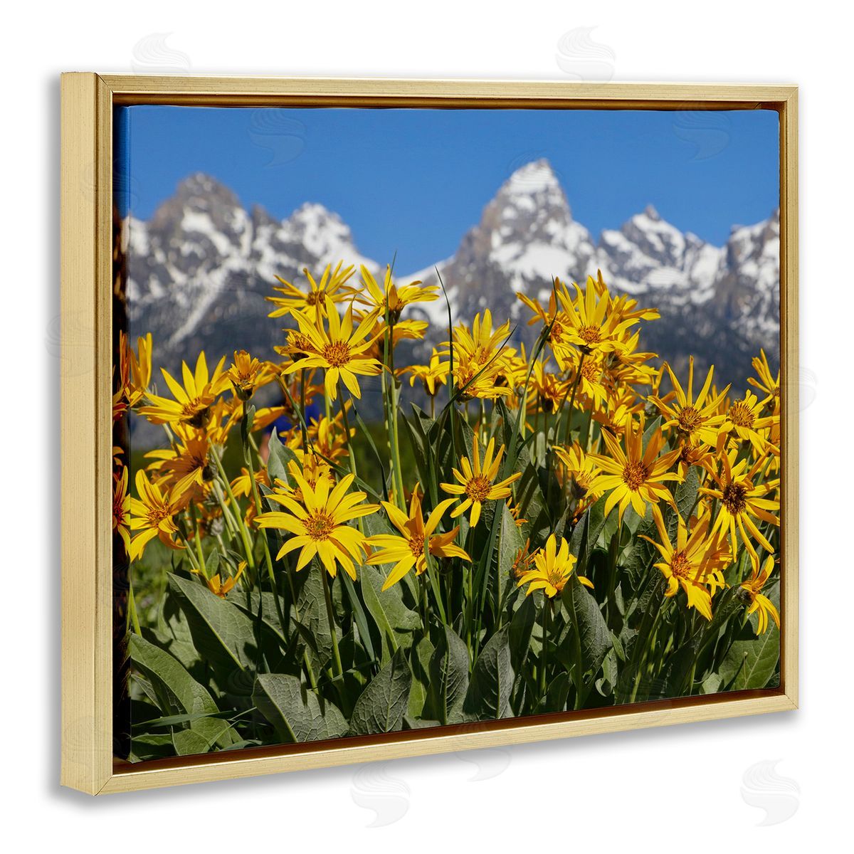 Daniel Sproul Daisy Meadow & Mountains Gold Floater Frame Canvas Artside_