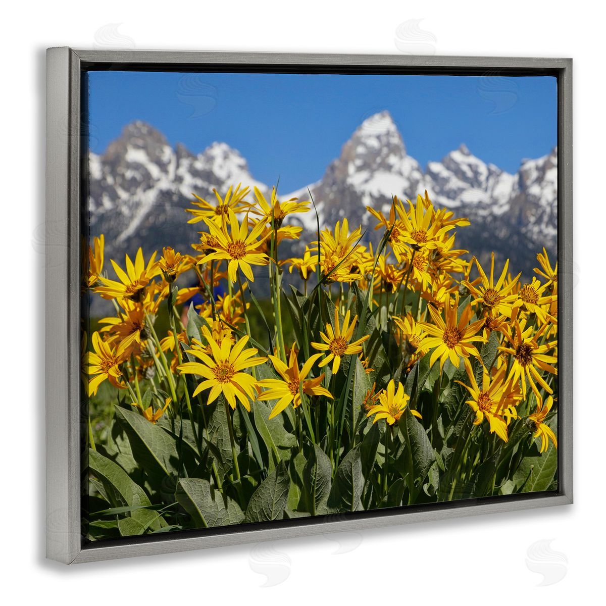 Daniel Sproul Daisy Meadow & Mountains Gray Floater Frame Canvas Artside_