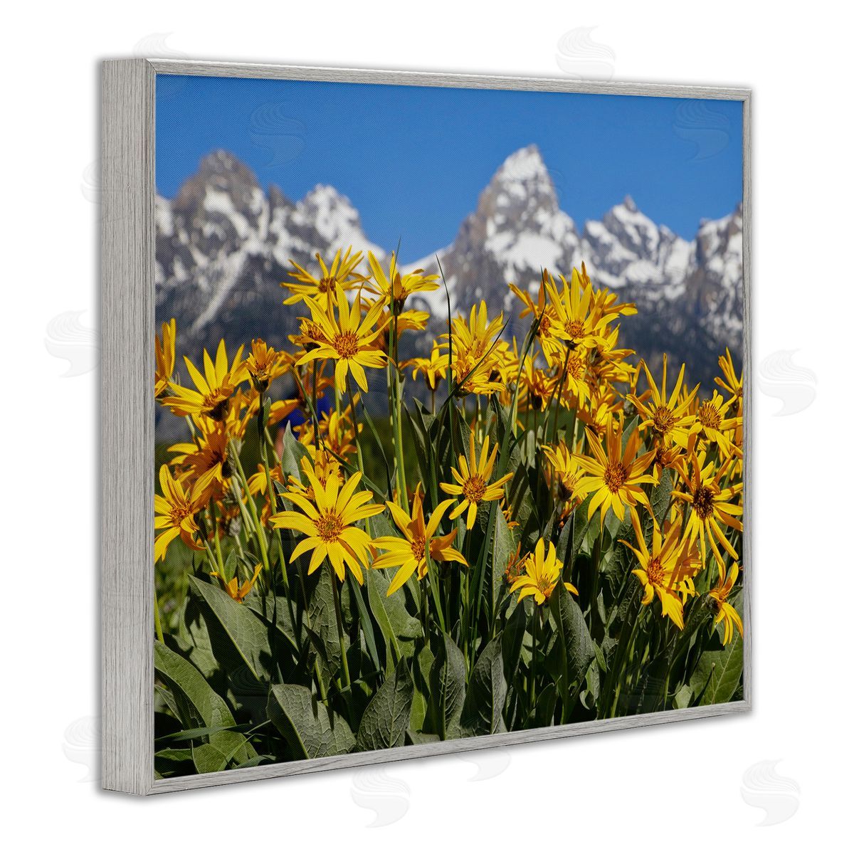 Daniel Sproul Daisy Meadow & Mountains Gray Framed Giclee Wall Artside_