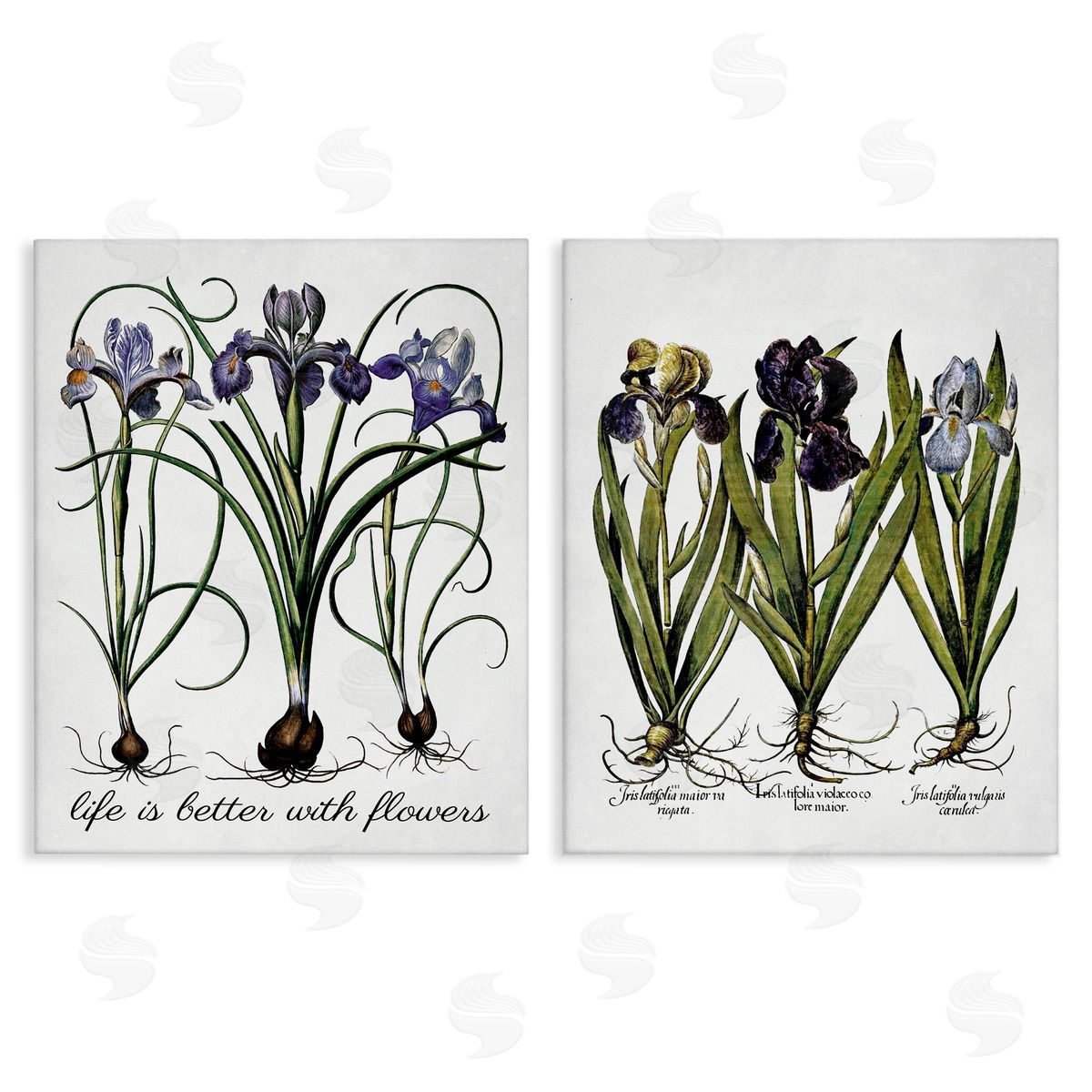 Lettered and Lined Better with Flowers Iris Bulb Canvas Wall Art Print