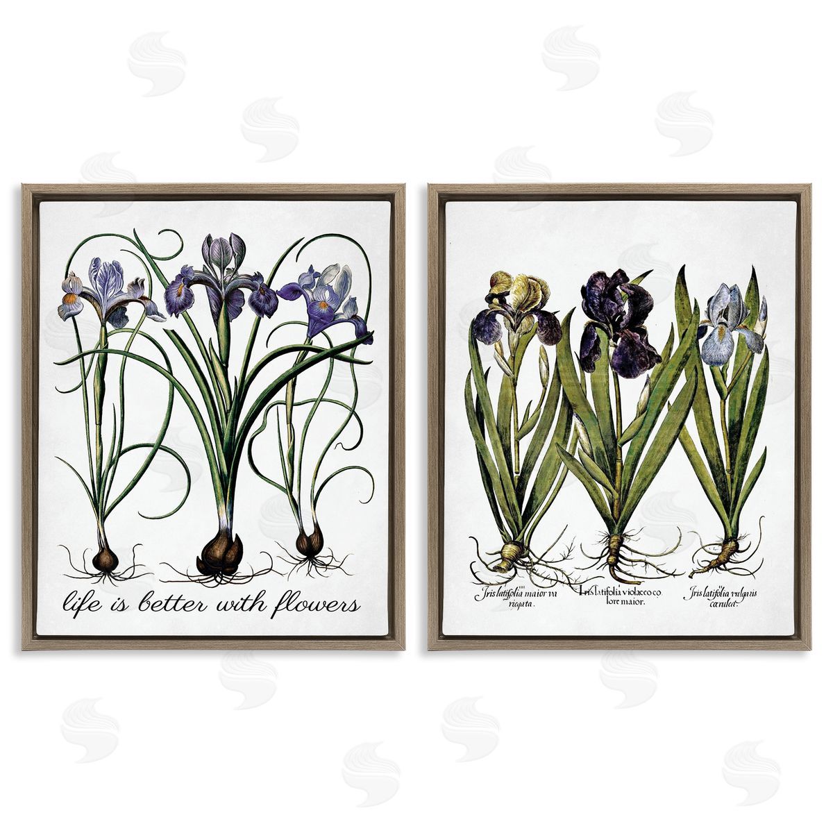 Lettered and Lined Better with Flowers Iris Bulb Brown Floating Frame Canvas Wall Art Print