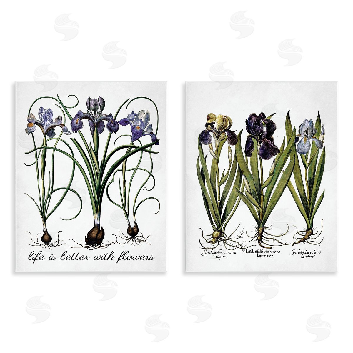 Lettered and Lined Better with Flowers Iris Bulb Wooden Wall Plaque Art Print