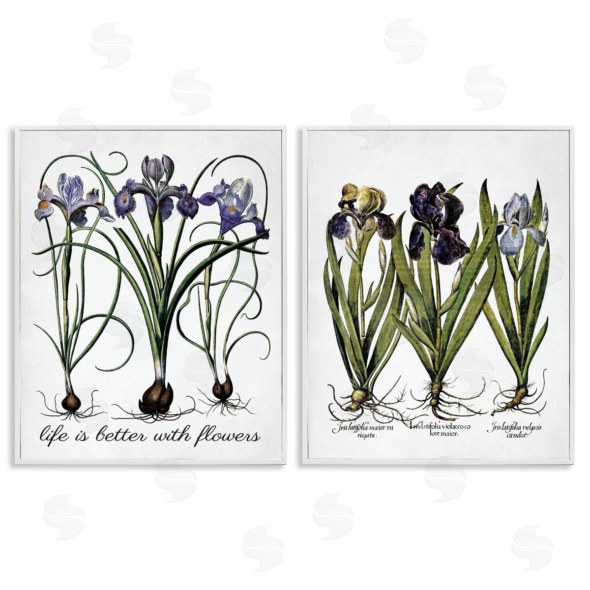 Lettered and Lined Better with Flowers Iris Bulb White Framed Giclee Wall Art Print