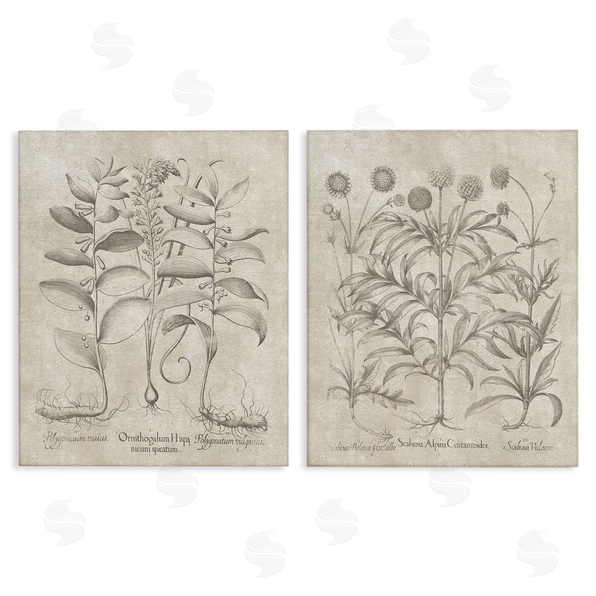 Lettered and Lined Soft Botanical Study  Canvas Wall Art Print