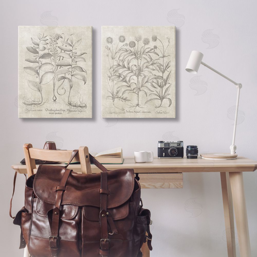 Lettered and Lined Soft Botanical Study Canvas Wall Art Print in Room