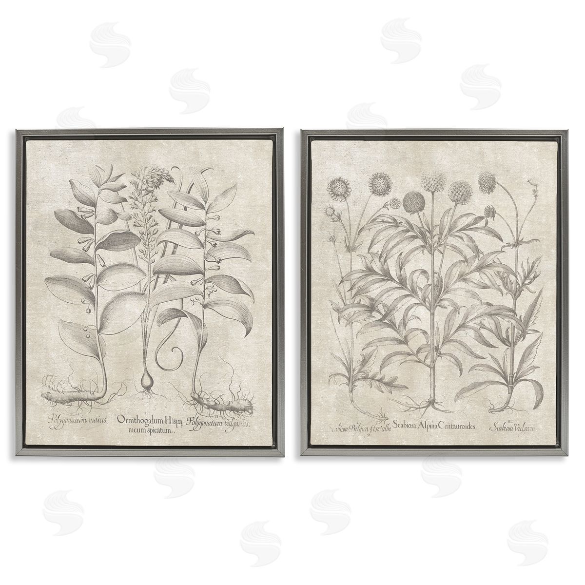 Lettered and Lined Soft Botanical Study Gray Floating Frame Canvas Wall Art Print