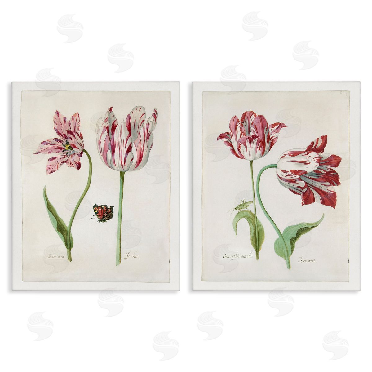 Jacob Marrel Vintage Tulip & Insect Studies Canvas Wall Art Print