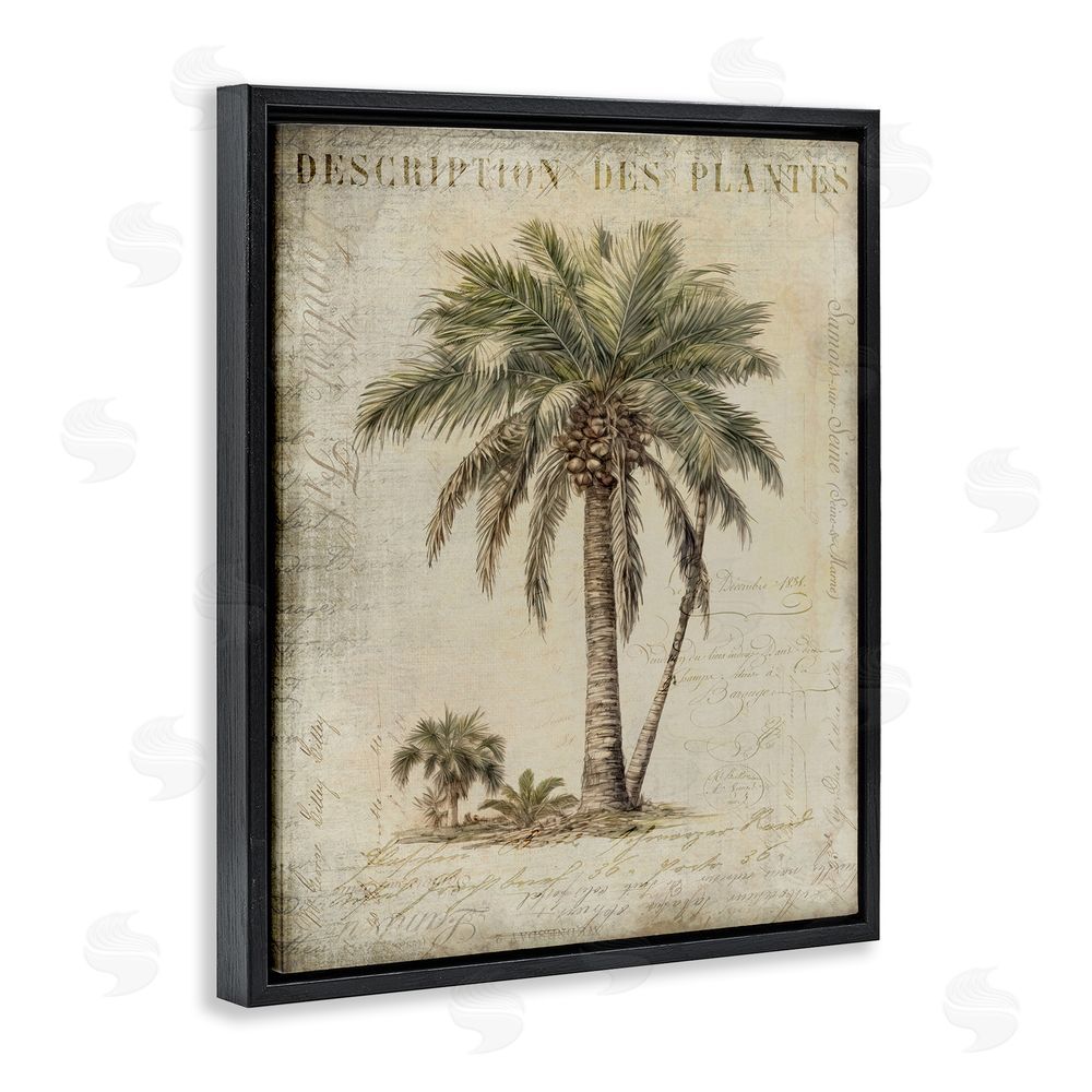 Andrea Haase Vintage Palm Tree Study Black Floating Frame Canvas Wall Art Print