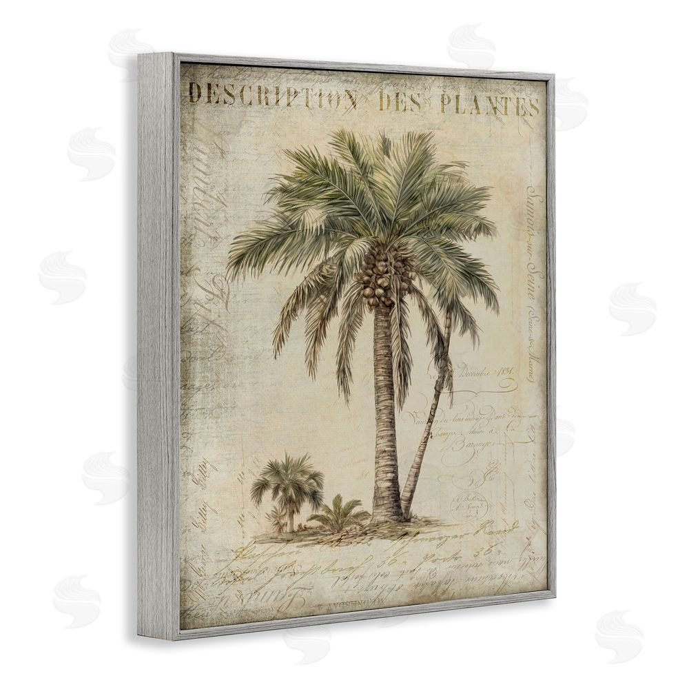 Andrea Haase Vintage Palm Tree Study Gray Framed Giclee Wall Art Print