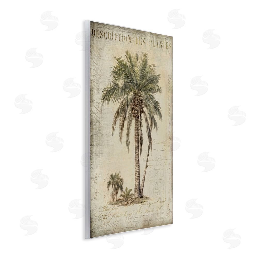 Andrea Haase Vintage Palm Tree Study Wooden Wall Plaque Art Print