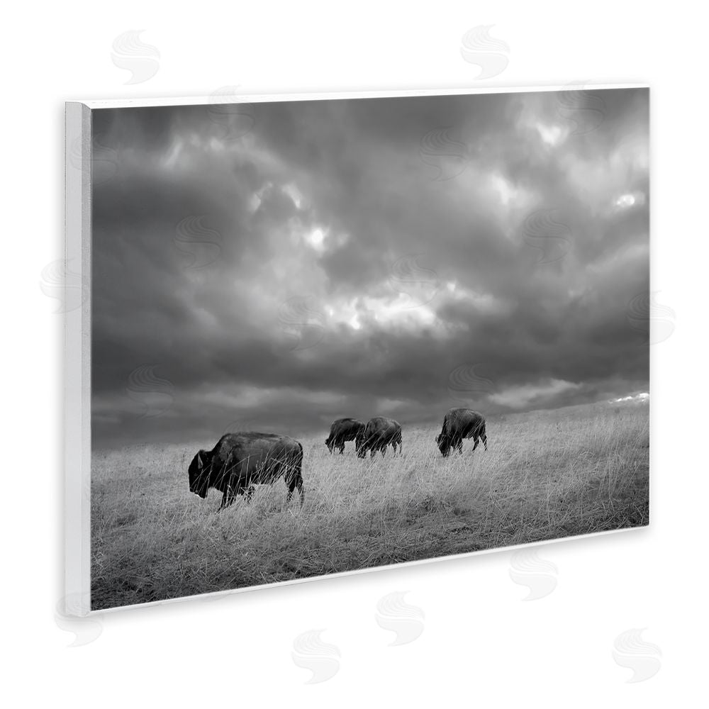 Steve Toole Bison in Cloudy Field Wooden Wall Plaque Art Print
