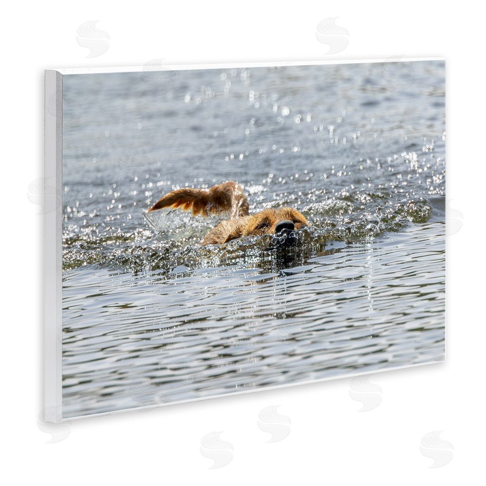 Angela Farnsworth Dog Swimming in Ocean Wall Plaque Art Print