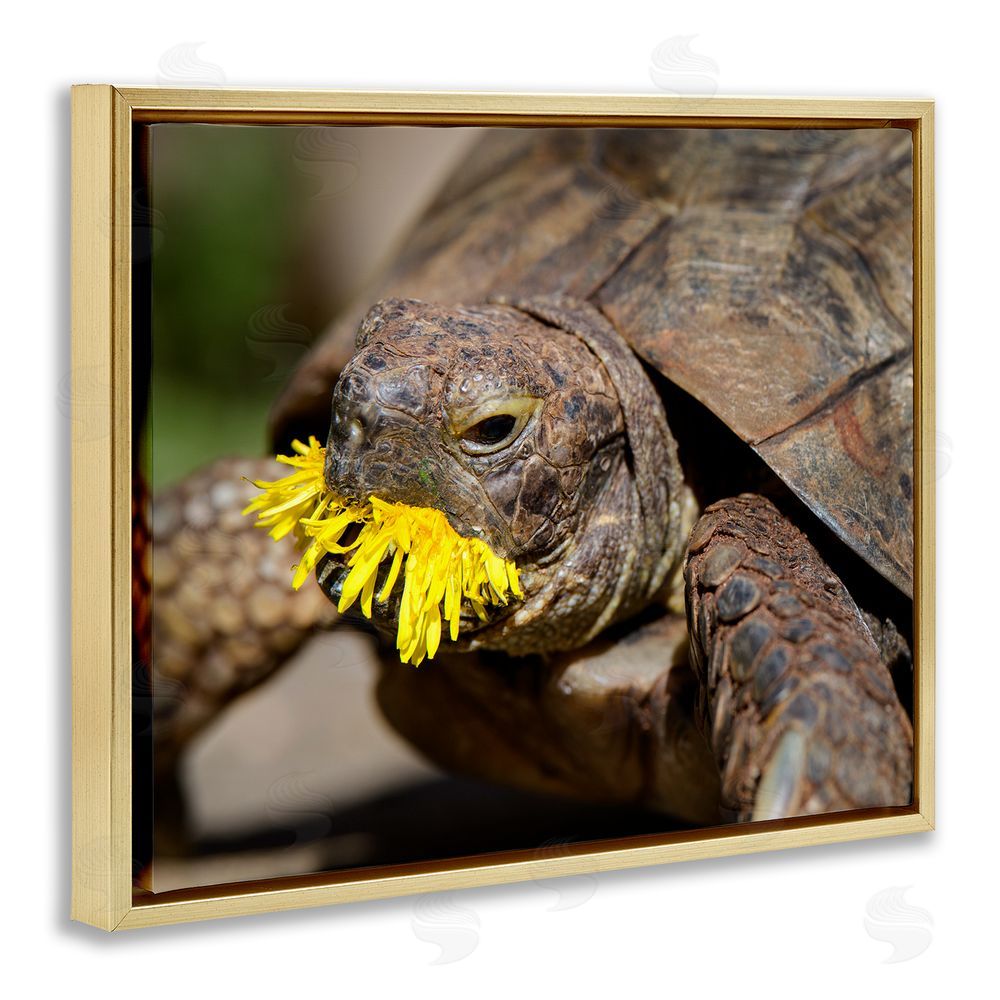 Jonathan Casey Turtle Eating Dandelion Gold Floating Frame Canvas Wall Art Print
