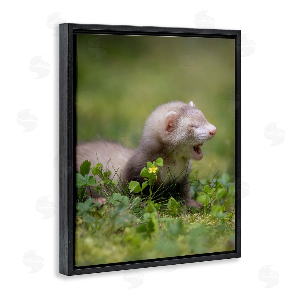 Darya Zelentsova Baby Ferret in Grass Black Floating Frame Canvas Wall Art Print
