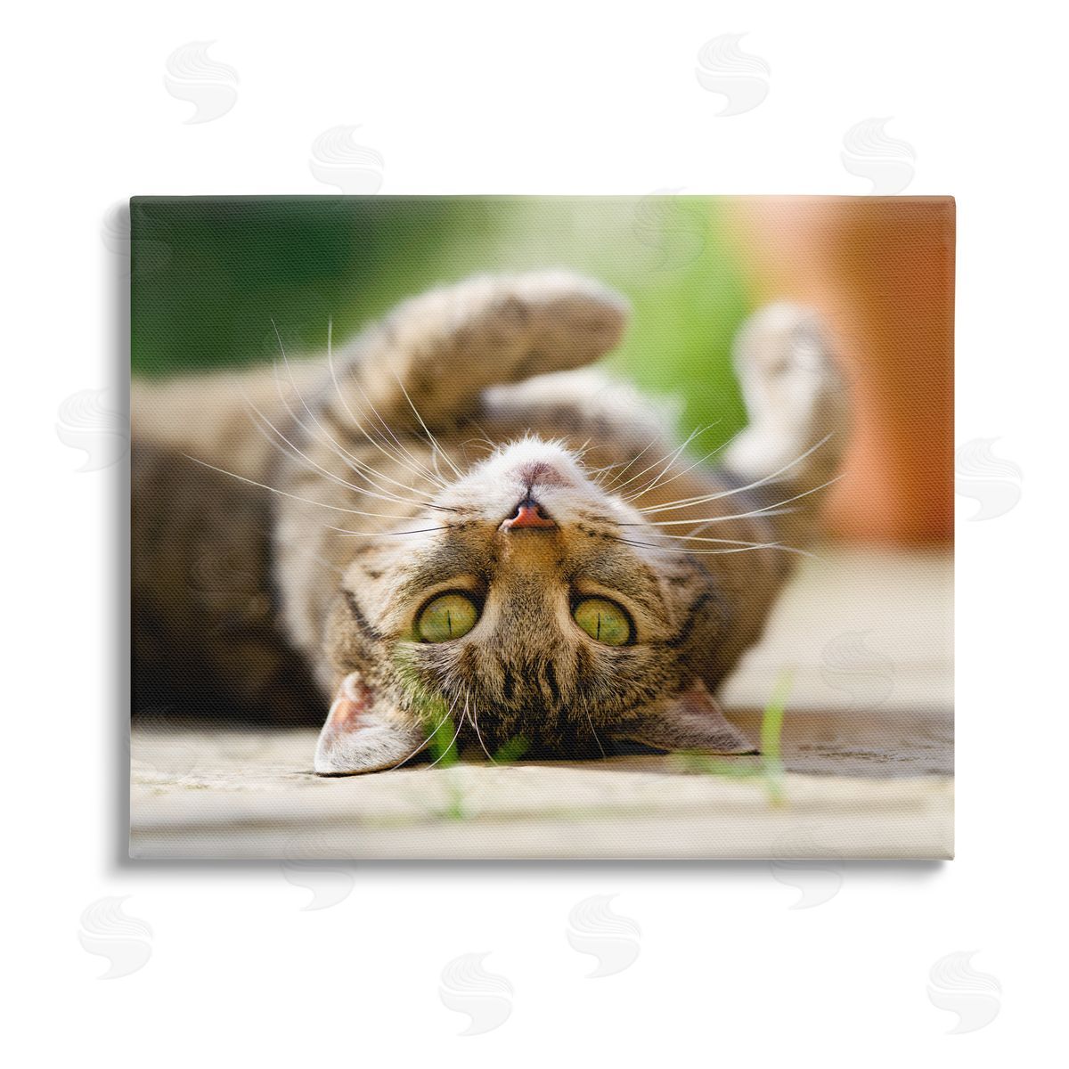 Jonathan Casey Upside Down Cat Portrait Stretched Canvas Wall Art Print