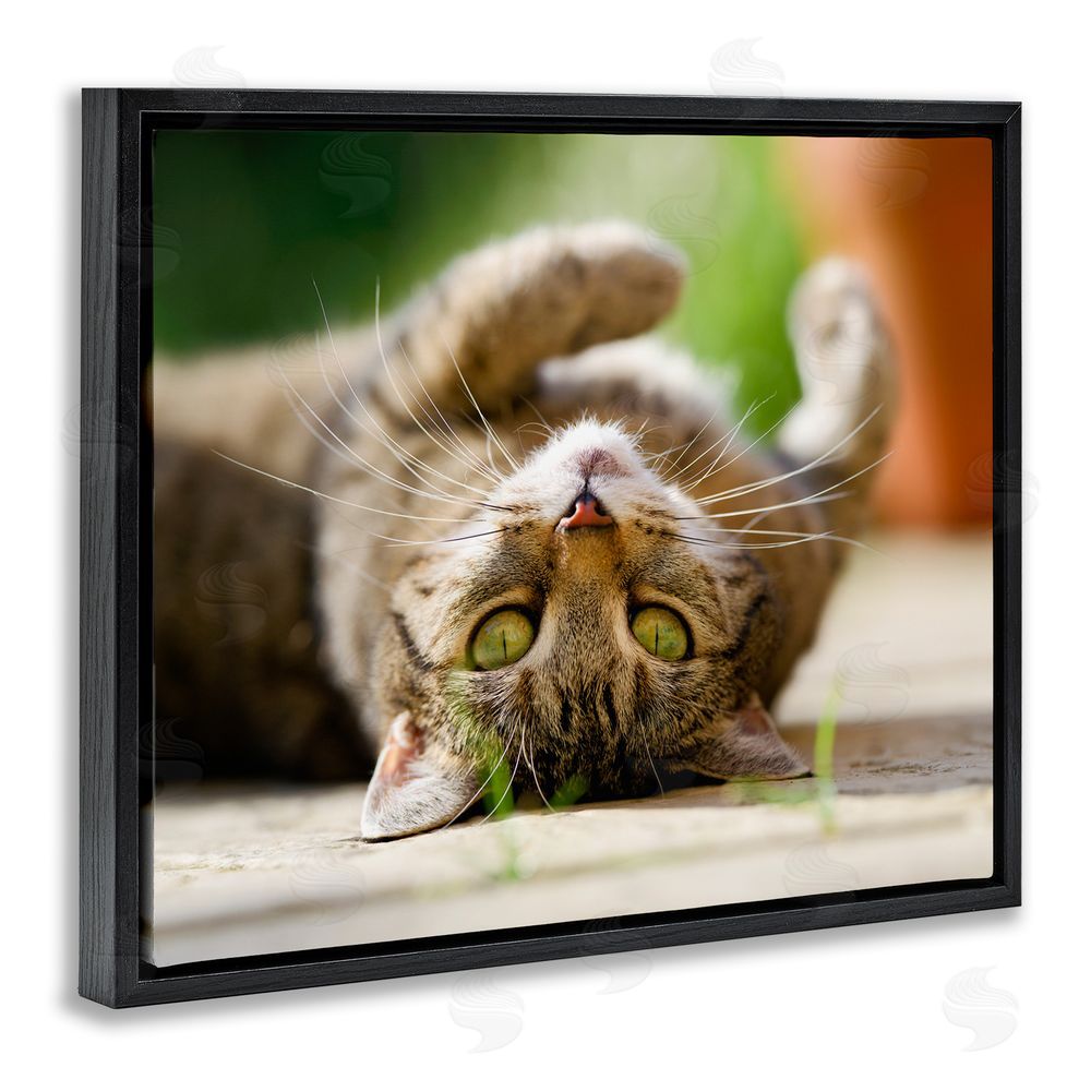 Jonathan Casey Upside Down Cat Portrait Black Floating Frame Canvas Wall Art Print