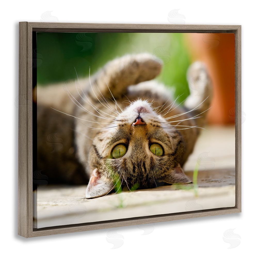 Jonathan Casey Upside Down Cat Portrait Brown Floating Frame Canvas Wall Art Print