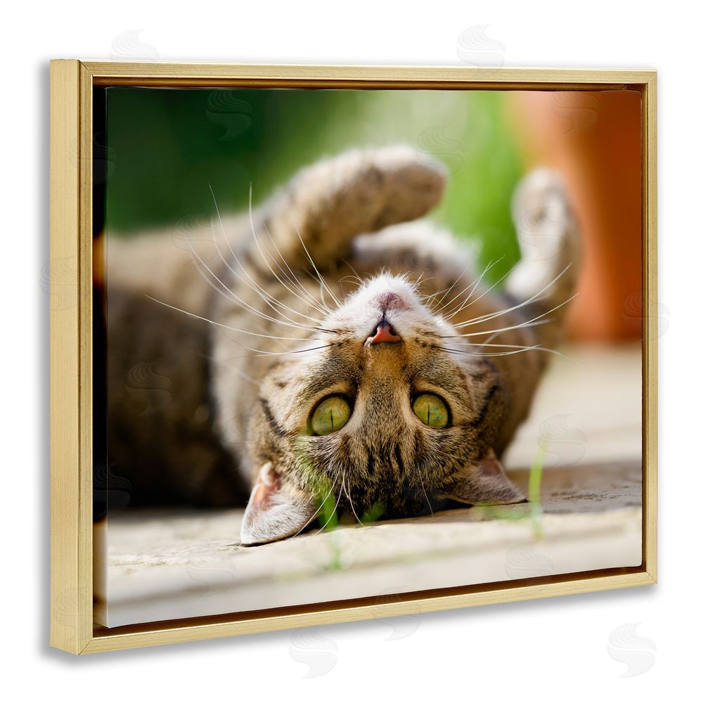 Jonathan Casey Upside Down Cat Portrait Gold Floating Frame Canvas Wall Art Print