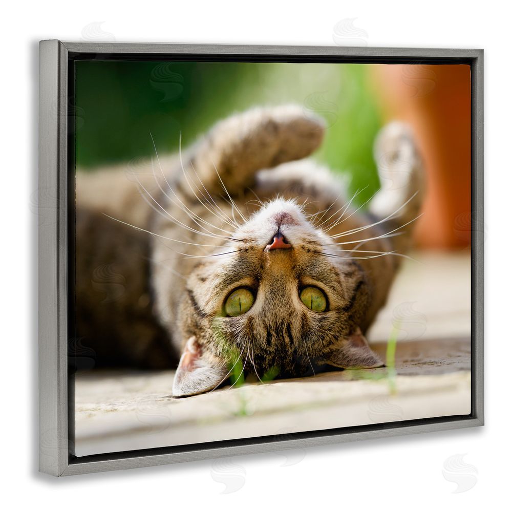 Jonathan Casey Upside Down Cat Portrait Grey Floating Frame Canvas Wall Art Print