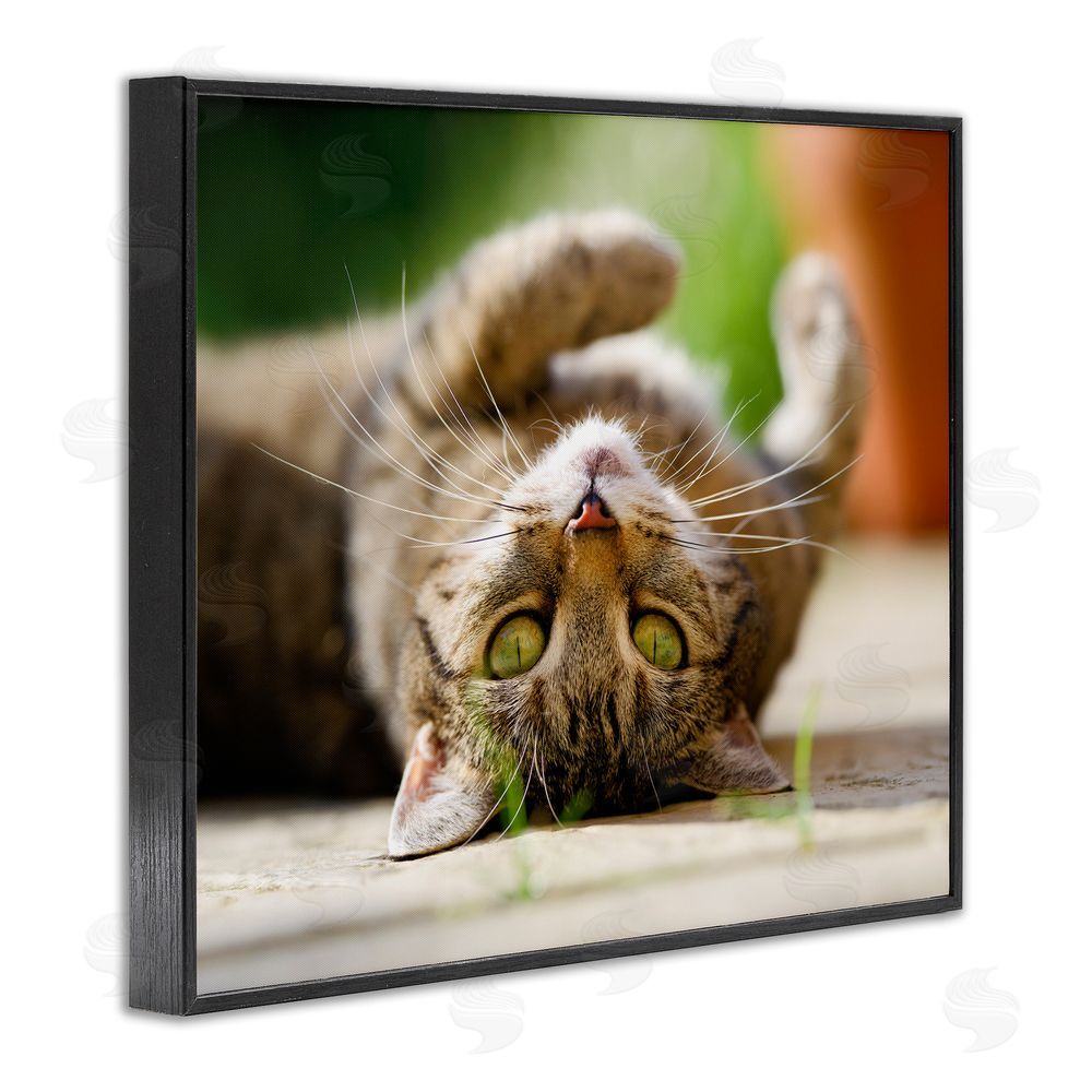 Jonathan Casey Upside Down Cat Portrait Black Framed Giclee Wall Art Print